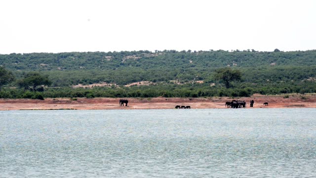 Elephants On Far Red Shoreline