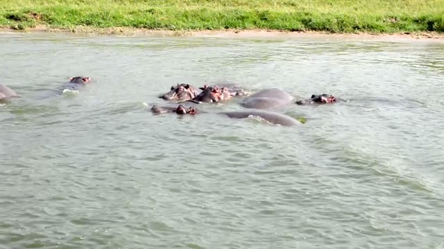 Hippo Pod Swimming Green River