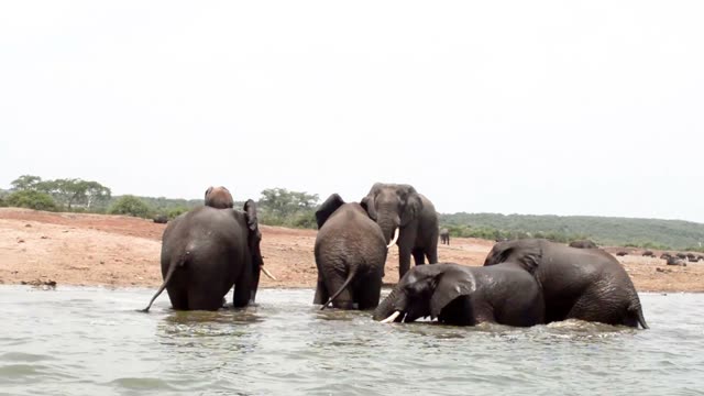 Elephant Family Bathing In Shallows