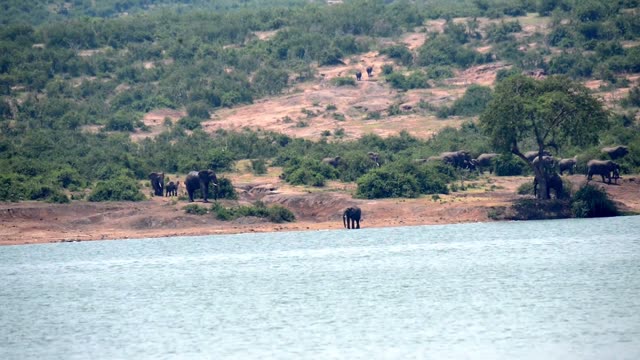 Elephants Scattered On Green Hillside