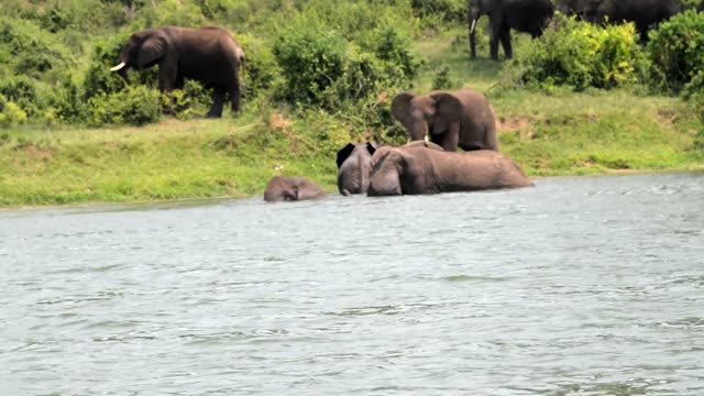 Elephants Entering River From Bank
