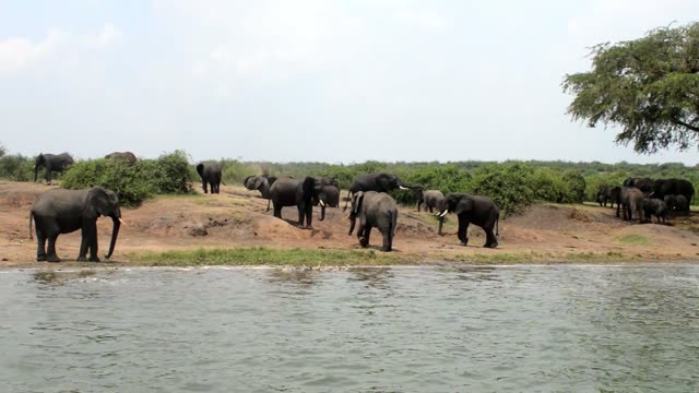 Big Elephant Herd Along Riverbank