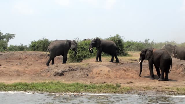 Elephants Browsing Above Red Bank