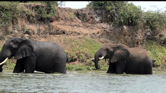 Two Elephants Wading Below Cliff
