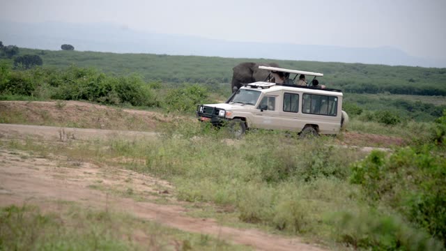 Safari Truck Passing Wild Elephant