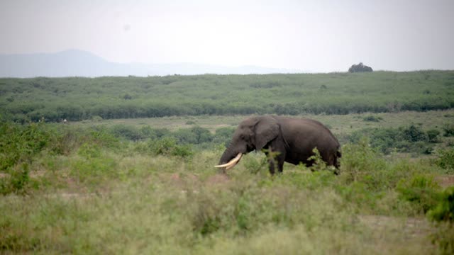 Tusked Elephant Walking Green Valley