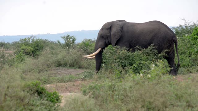 Elephant Bull Striding Through Scrub