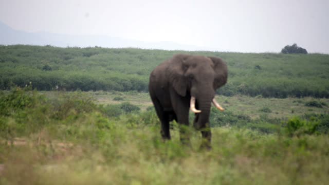 Elephant Walking Toward The Camera