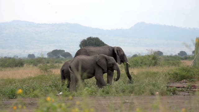Elephant Mother And Calf Walking