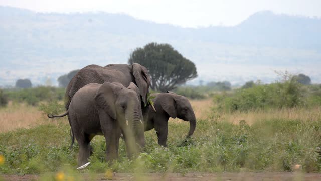 Elephant Family Feeding Below Hills