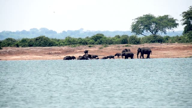 Elephant Herd Bathing On Shoreline