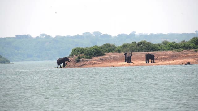 Elephants On Green Point Across Water