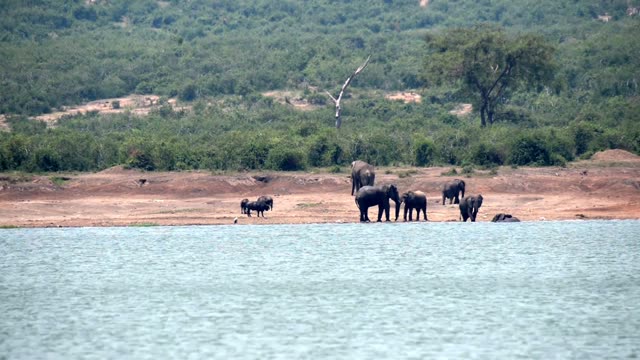Elephants And Buffalo Sharing Shore
