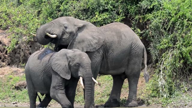 Two Elephants Close Beside Bank