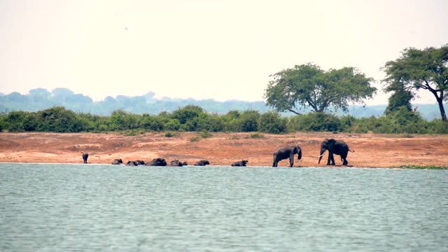 Elephants And Buffalo On Far Bank