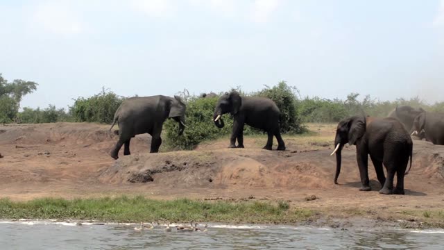 Elephants Walking Along Red Bank