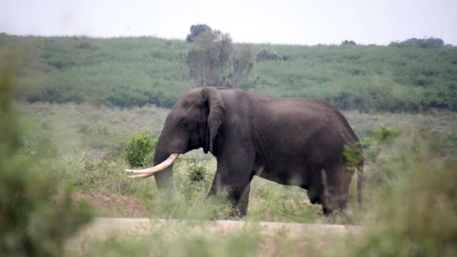 Elephant Bull Behind Green Branches
