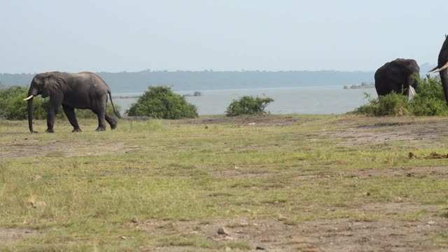 Elephants Walking Open Lakeside Flat