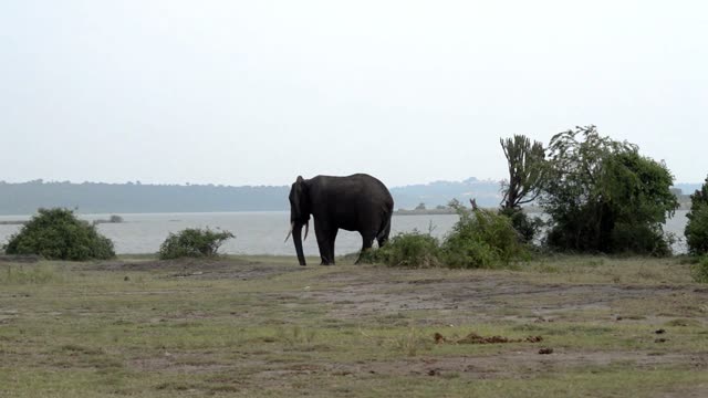 Lone Elephant Beside Still Lake