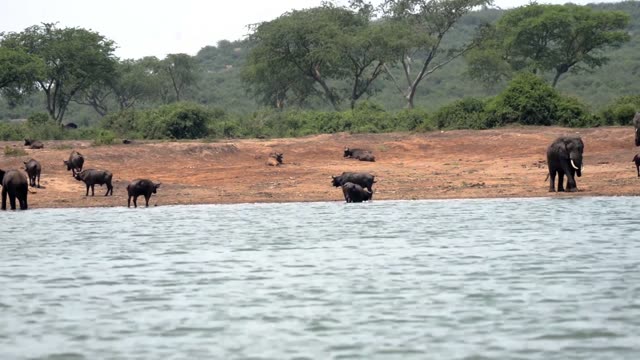 Buffalo Herd With Elephant At Water