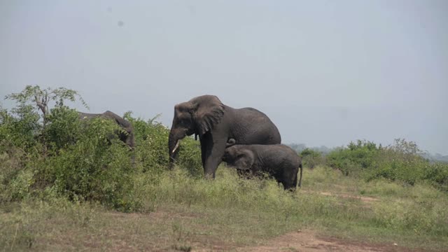 Elephant Mother Shielding Her Calf