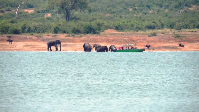 Tour Boat Watching Elephants Drink