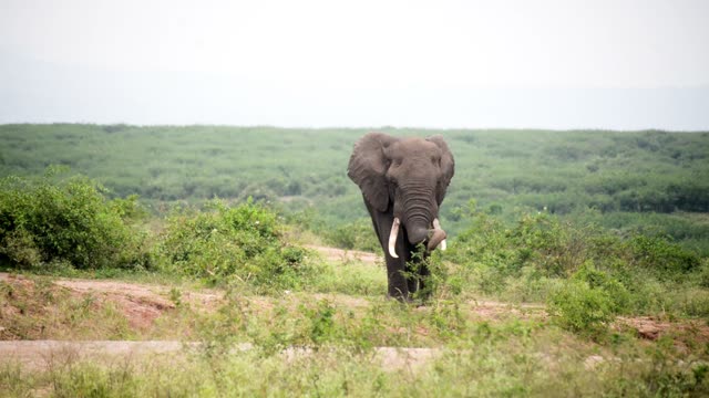 Elephant Approaching Down Dirt Track