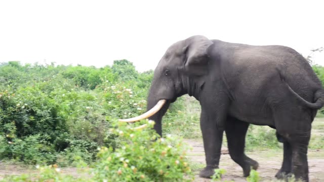Elephant Profile Passing Green Bush