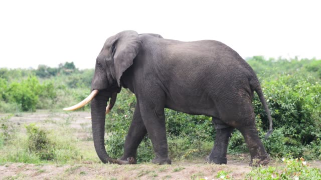 Long Tusked Elephant Walking Slowly