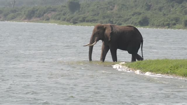 Elephant Crossing Grassy Water Edge