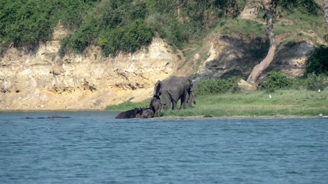 Elephants With Calf Below Cliff