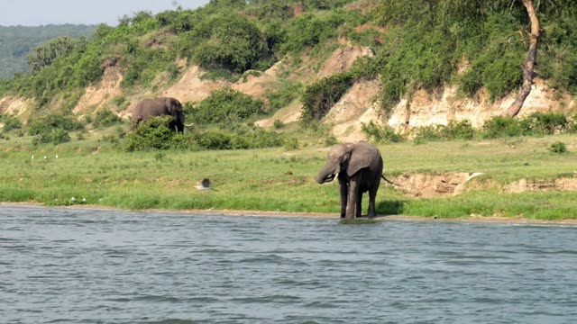 Elephant Drinking Below Eroded Slope