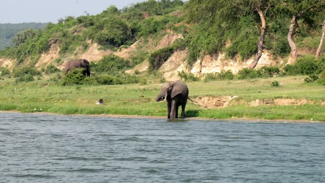 Elephant At Water Edge Green Bank