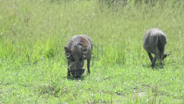 Warthog Feeding On Grass