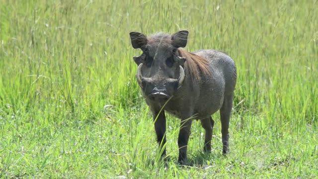 Warthog Feeding On Grass