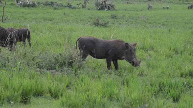 Warthog Feeding On Grass