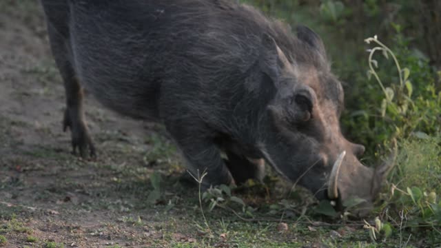 Warthog Feeding On Grass