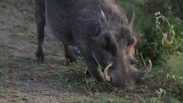 Warthog Feeding On Grass