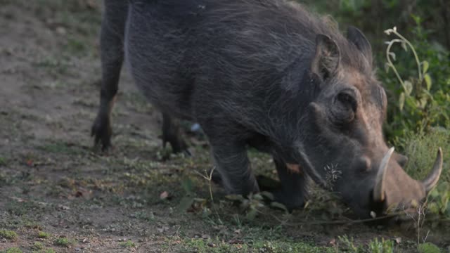 Warthog Feeding On Grass
