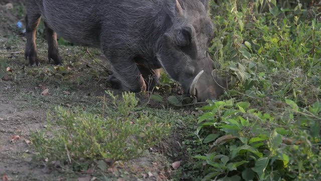 Warthog Feeding On Grass