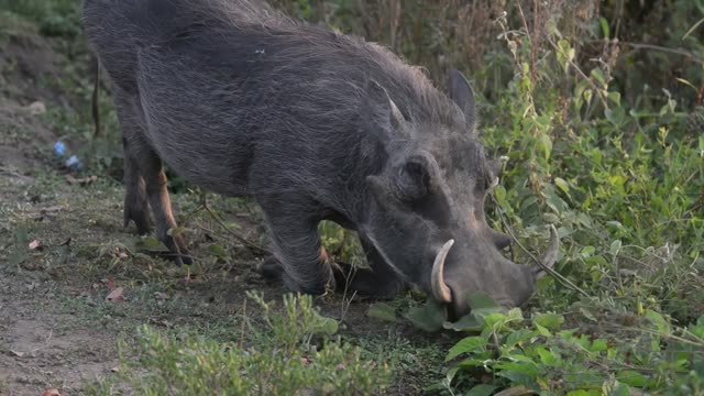 Warthog Feeding On Grass