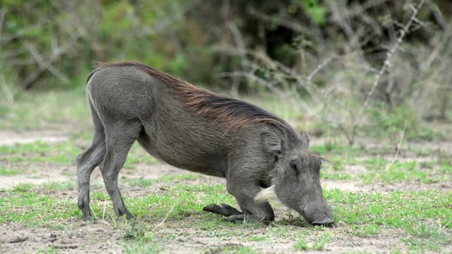 Warthog Feeding On Grass