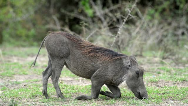 Warthog Feeding On Grass