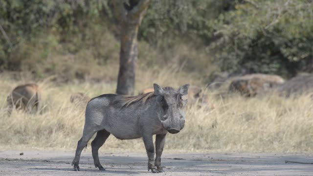Warthog Feeding On Grass