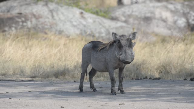 Warthog Feeding On Grass