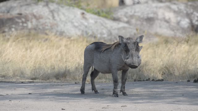 Warthog Feeding On Grass