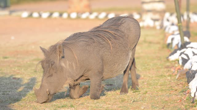 Warthogs Wallowing In Mud
