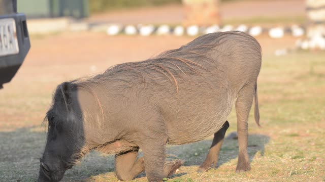 Warthogs Wallowing In Mud