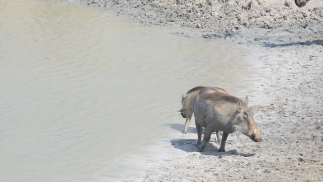 Warthogs Drinking At Waterhole