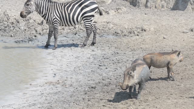 Baboon And Warthog At Water